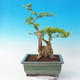Izbová bonsai - Durant erecta Aurea - 5/7
