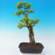 Izbová bonsai - Durant erecta Aurea - 5/7