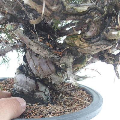 Vonkajšie bonsai - Juniperus chinensis Itoigawa -Jalovec čínsky - 5