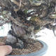 Vonkajšie bonsai - Juniperus chinensis Itoigawa -Jalovec čínsky - 5/5