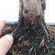 Vonkajšie bonsai - Juniperus chinensis -Jalovec čínsky - 5/5