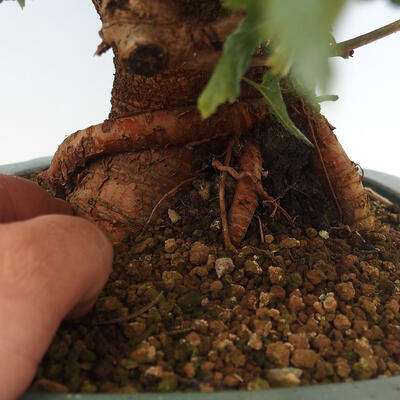 Vonkajšie bonsai -Morus albumy - moruše - 5