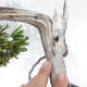 Vonkajšie bonsai - Juniperus sabina -Jalovec chvojka - 5/5
