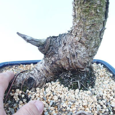 Vonkajší bonsai -Larix decidua - Smrekovec opadavý - 5