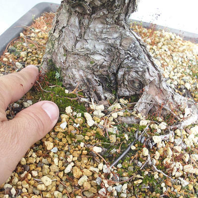 Vonkajšie bonsai - Pinus parviflora - Borovica drobnokvetá - 5