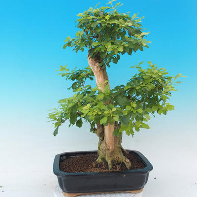 Izbová bonsai - Durant erecta Aurea - 5