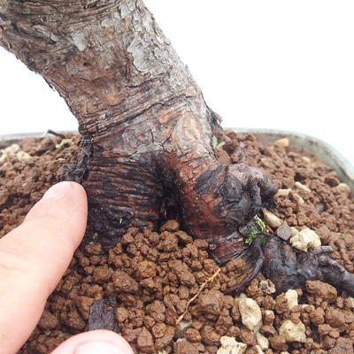 Vonkajšie bonsai - Pinus Mugo - Borovica Marhuľa - 5