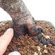 Vonkajšie bonsai - Pinus Mugo - Borovica Marhuľa - 5/5