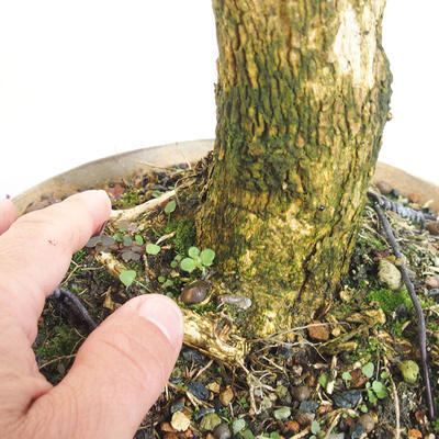 Vonkajšie bonsai - Buxus - 5