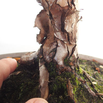 Vonkajšie bonsai- ľubovník - Hypericum - 5