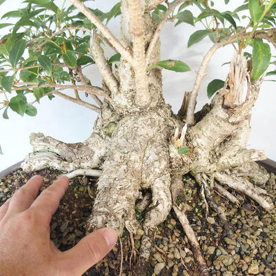 Vonkajšie bonsai - Zlatice - Forsythia - 5