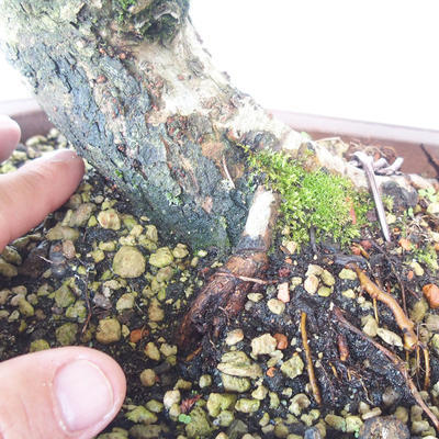 Vonkajšia bonsai-Ulmus glabra-brest tuhý - 5