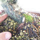 Vonkajšia bonsai-Ulmus glabra-brest tuhý - 5/5