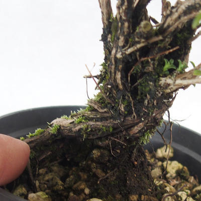 Vonkajšie bonsai - Saturejka horská - Satureja montana - 5