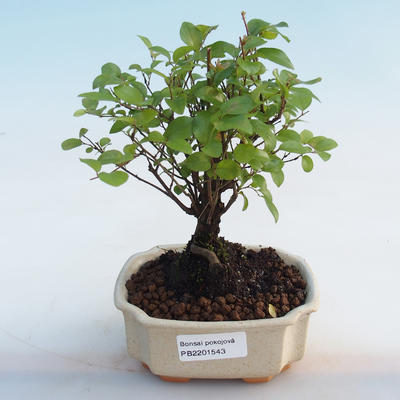 Izbová bonsai - Sagerécie thea - Sagerécie thea - 5