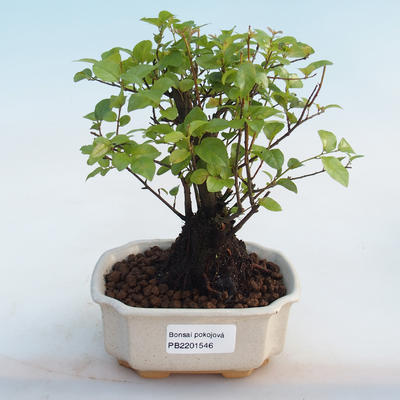 Izbová bonsai - Sagerécie thea - Sagerécie thea - 5