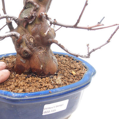 Vonkajšie bonsai - Pseudocydonia sinensis - Dula čínska - 5
