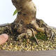 Vonkajší bonsai -Malus halliana - Maloplodé jabloň - 5/6