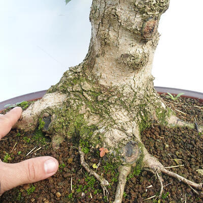 Vonkajší bonsai - Acer campestre - Javor babyka - 5