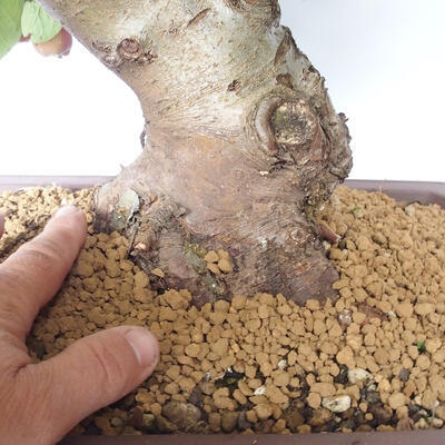 Vonkajší bonsai -Malus halliana - Maloplodé jabloň - 5