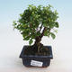 Izbová bonsai - Sagerécie thea - Sagerécie thea - 5/5
