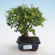 Izbová bonsai - Sagerécie thea - Sagerécie thea - 5/5