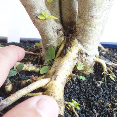 Izbová bonsai - Ligustrum Aurea - Vtáčí zob - 5