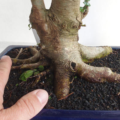 Izbová bonsai - Fraxinus uhdeii - izbový Jaseň - 5