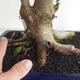 Izbová bonsai - Fraxinus uhdeii - izbový Jaseň - 5/6