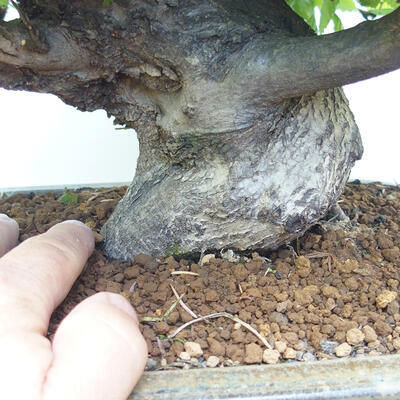 Vonkajšie bonsai - Hrab obyčajný - Carpinus betulus - 5