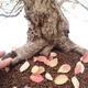 Vonkajší bonsai -Carpinus Coreana - Hrab kórejský - 5/5