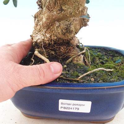 Izbová bonsai - Olea europaea sylvestris -Oliva európska drobnolistá - 5
