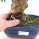 Izbová bonsai - Olea europaea sylvestris -Oliva európska drobnolistá - 5/6