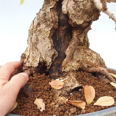 Vonkajší bonsai -Carpinus Coreana - Hrab kórejský - 5