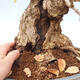 Vonkajší bonsai -Carpinus Coreana - Hrab kórejský - 5/5