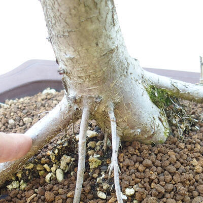 Vonkajšie bonsai - Hloh jednosemený - 5