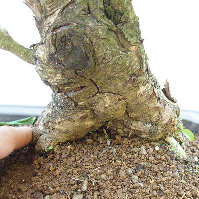 Vonkajšie bonsai - vtáčí zob Ligustrum - 5