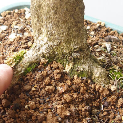 Vonkajšie bonsai - Buxus - 5
