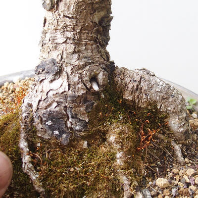 Vonkajšie bonsai - Larix decidua - Smrekovec opadavý - 5