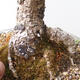 Vonkajšie bonsai - Larix decidua - Smrekovec opadavý - 5/5