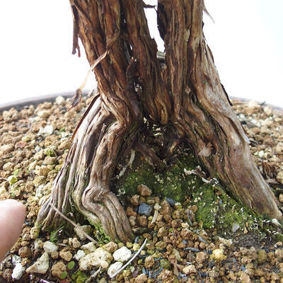 Vonkajšie bonsai - Nátržník krovitá - potentila fruticosa žltá - 5