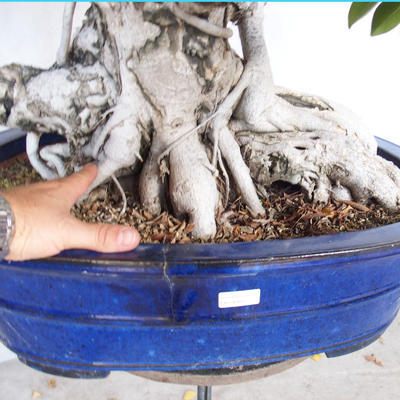 Servis bonsai - Ficus kimmen - malolistá fikus - 5