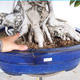 Servis bonsai - Ficus kimmen - malolistá fikus - 5/5