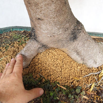Izbová bonsai- Pistácie - 5
