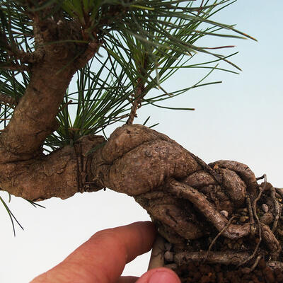 Vonkajší bonsai - Pinus thunbergii - Borovica thunbergova - 5