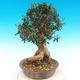 Pokojová bonsai - Olea europaea sylvestris -Oliva evropská drobnolistá - 5/5