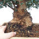 Izbová bonsai - Olea europaea sylvestris -Oliva európska drobnolistá - 5/7