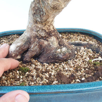 Acer palmatum - Javor dlaňolistý - 5