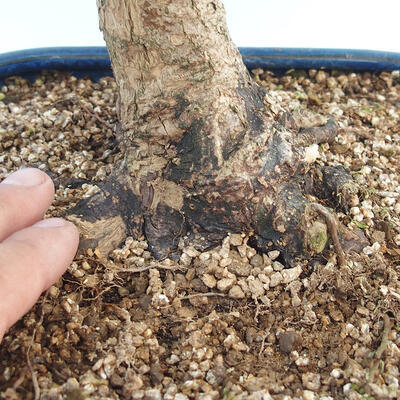 Acer palmatum - Javor dlaňolistý - 5