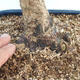 Acer palmatum - Javor dlaňolistý - 5/5